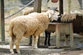 Stock image of group of sheep