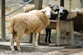 Stock image of group of sheep