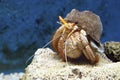 Stock image of Hermit crab (Dardanus Calidus) Royalty Free Stock Photo