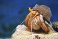 Stock image of Hermit crab (Dardanus Calidus) Royalty Free Stock Photo