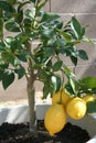 Stock image of home grown Lemon tree