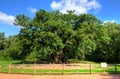 Stock image of Major Oak, Sherwood Forest, Nottinghamshire Royalty Free Stock Photo