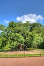 Stock image of Major Oak, Sherwood Forest, Nottinghamshire Royalty Free Stock Photo