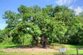 Stock image of Major Oak, Sherwood Forest, Nottinghamshire Royalty Free Stock Photo