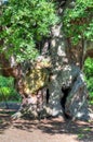 Stock image of Major Oak, Sherwood Forest, Nottinghamshire Royalty Free Stock Photo