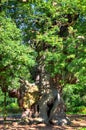 Stock image of Major Oak, Sherwood Forest, Nottinghamshire Royalty Free Stock Photo