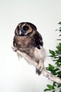 Stock image of Owl Royalty Free Stock Photo