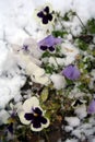 Stock image of Pansies Under Snow
