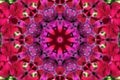 Stock image of Petunia Kaleidoscope