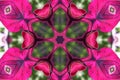 Stock image of Petunia Kaleidoscope