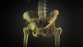 The hip bone or coxal bone