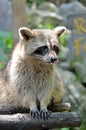 Stock image of Racoon (Procyon Iotor)