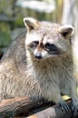 Stock image of Racoon (Procyon Iotor)