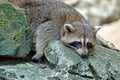 Stock image of Racoon (Procyon Iotor)