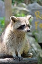 Stock image of Racoon (Procyon Iotor)