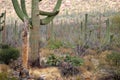 Stock image of Saguaro National Park, USA Royalty Free Stock Photo