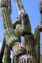 Stock image of Saguaro National Park, USA Royalty Free Stock Photo