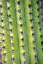 Stock image of Saguaro National Park, USA Royalty Free Stock Photo