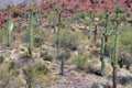 Stock image of Saguaro National Park, USA Royalty Free Stock Photo