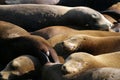 Stock image of Sea lions at Pier 39, San Francisco, USA Royalty Free Stock Photo