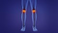 Anatomy of the human patella Royalty Free Stock Photo