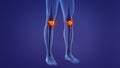 Anatomy of the human patella Royalty Free Stock Photo