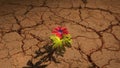 Global warming concept with flower and Draught land