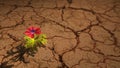 Global warming concept with flower and Draught land Royalty Free Stock Photo