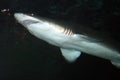 Stock image of a Tiger Shark (Galeocerdo cuvier) Royalty Free Stock Photo