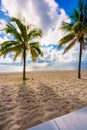 Stock image tropical summer palms on Fort Lauderdale Beach FL or could be Miami