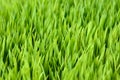 Stock image of Wheat Grass in a pot Royalty Free Stock Photo