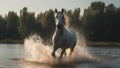Splendid White Horse Splashing - Wild Spirit, River Run, Equine Grace, Nature\'s Power, Serene Beauty, Freedom in Motion Royalty Free Stock Photo