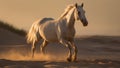 Desert Dunes at Dusk: White Stallion\'s Graceful Run - Wild Horse, Sandy Serenity, Golden Hour Glow, Freedom in Motion