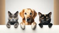Furry Friends Unite: Adorable Cat and Dog Quartet Peekaboo Portrait
