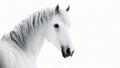 Majestic White Stallion: Purity in Equine Elegance Royalty Free Stock Photo