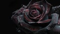 Black Rose Macro, Raindrops on Petals Royalty Free Stock Photo
