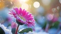 Macro View: Pink Daisy with Icy Crystals Royalty Free Stock Photo