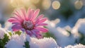 Pink Flower with Frost Crystals, Winter Macro Royalty Free Stock Photo