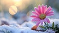 Blooming Pink Daisy in a Frosty Meadow Royalty Free Stock Photo