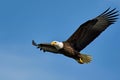 An eagle gliding with wide wings in open sky Royalty Free Stock Photo