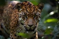 A detailed close-up of a leopard's eyes Royalty Free Stock Photo