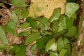 Stock of leaf-cutting ants