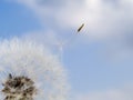 Stock macro photo of a dandelion seed.