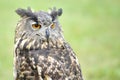 Stock owl 1