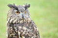 Stock owl 1 Royalty Free Stock Photo