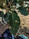 Stock photo of Banyan tree leaf on blur blur background, It have healing and anti microbial properties. Picture captured at