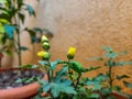 Stock photo of beautiful arctic poppy also known as Papaver radicatum flower plant blooming in the home garden at Gulbarga, Royalty Free Stock Photo