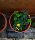 Stock photo of beautiful arctic poppy also known as Papaver radicatum flower plant blooming in the home garden at Gulbarga, Royalty Free Stock Photo