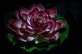 Stock photo of a beautiful artificial pink color lotus flower,made of foam on black background. focus on object at Bangalore city Royalty Free Stock Photo