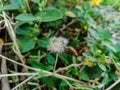 Stock photo of beautiful dandelion flower also known as Taraxacum scientific name, blurry green leaves on background. It is an Royalty Free Stock Photo